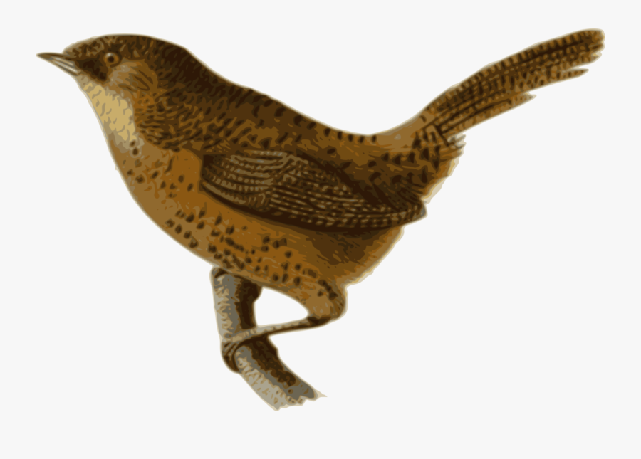 House Wren, Transparent Clipart