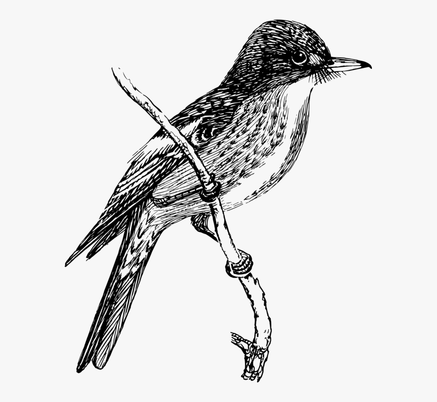 Art,monochrome Photography,wren - Birds Sketch Clip Art, Transparent Clipart