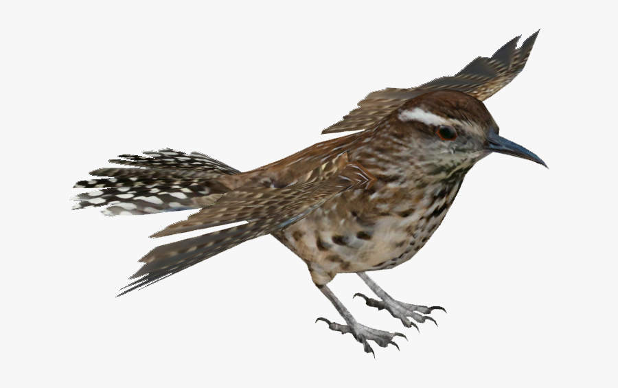 Cactus Wren Png, Transparent Clipart