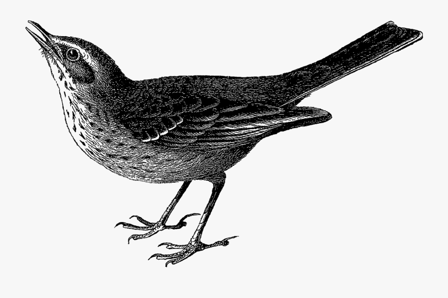 Digital Stamp Design Old - Eurasian Tree Sparrow Bathing, Transparent Clipart