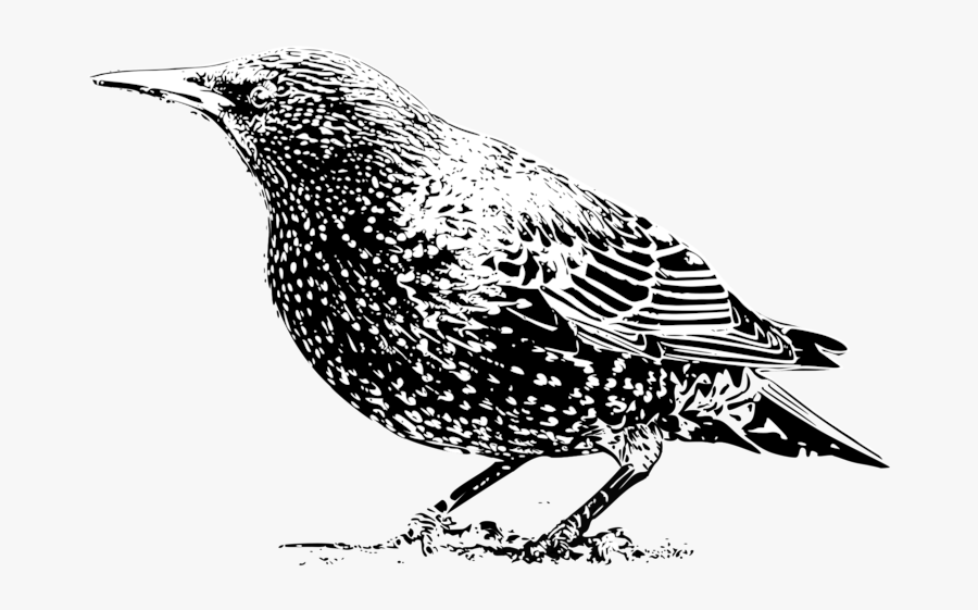 Perching Bird,monochrome Photography,wren - European Starling Black And White, Transparent Clipart