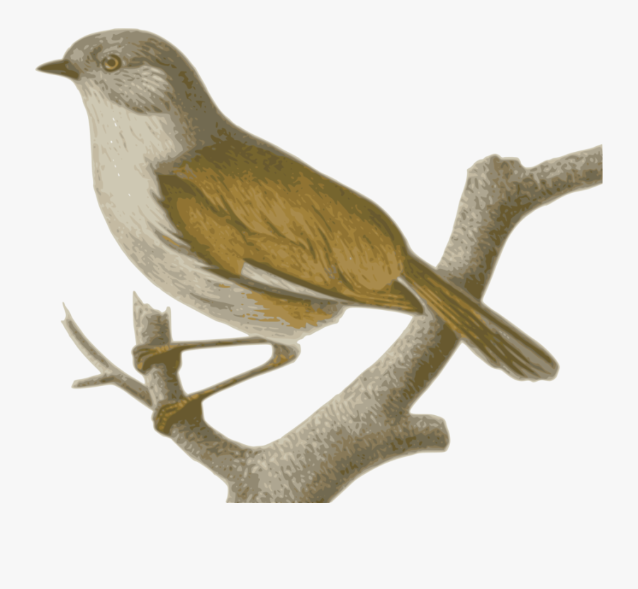 Wren,cuculiformes,wing - Chim Se Png, Transparent Clipart