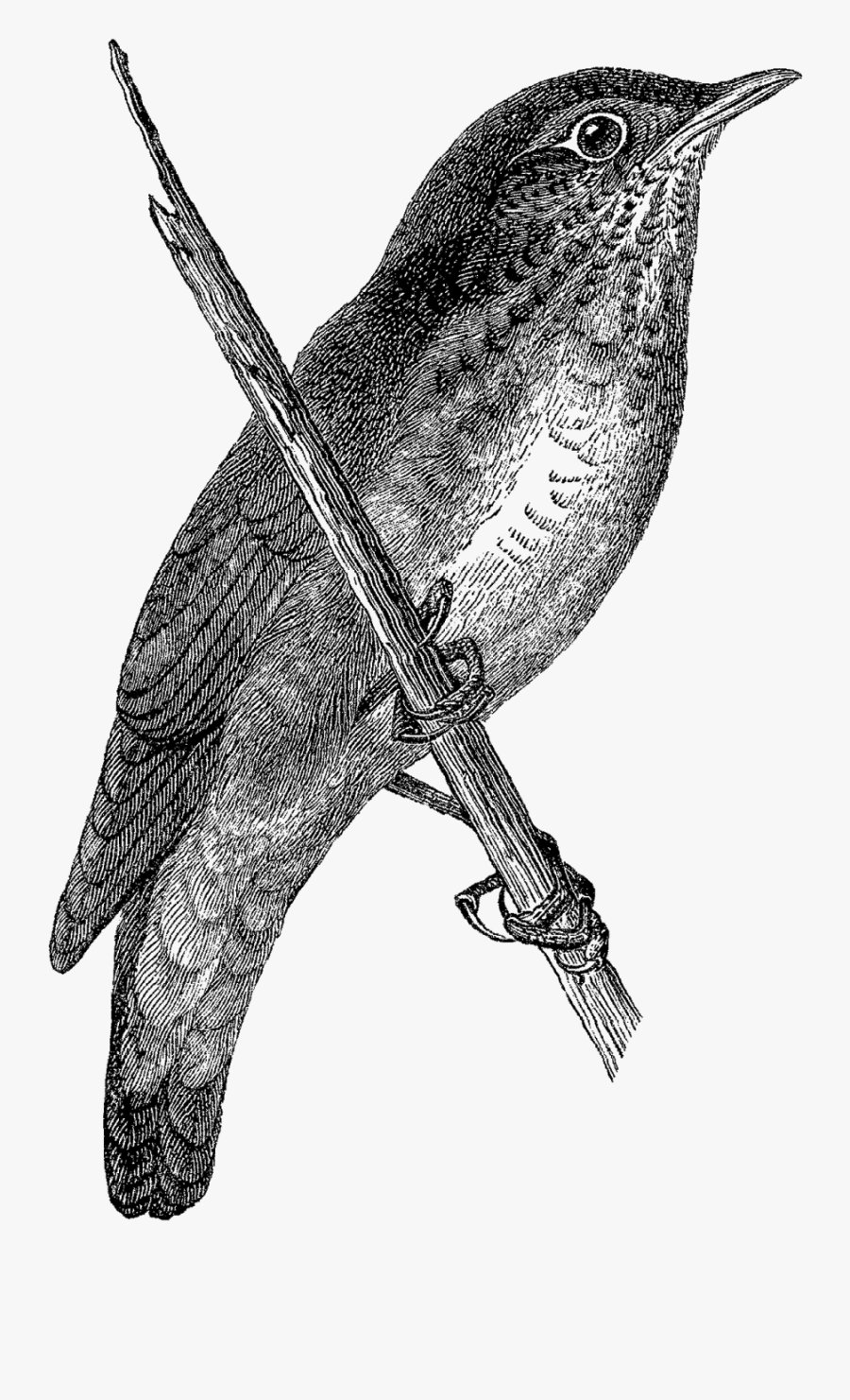 Marsh Wren, Transparent Clipart