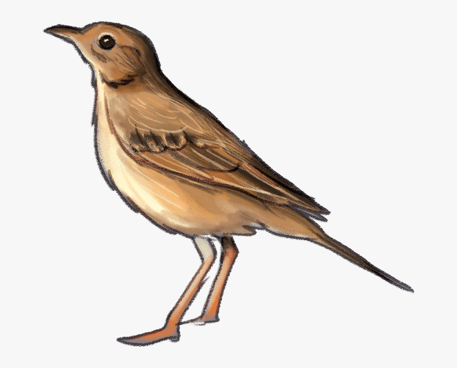 Richard"spipit - Autumn Birds Png, Transparent Clipart