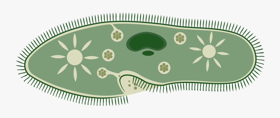 Grass,leaf,green - Class 8 Science Chapter 2 Images Of Microorganisms, Transparent Clipart