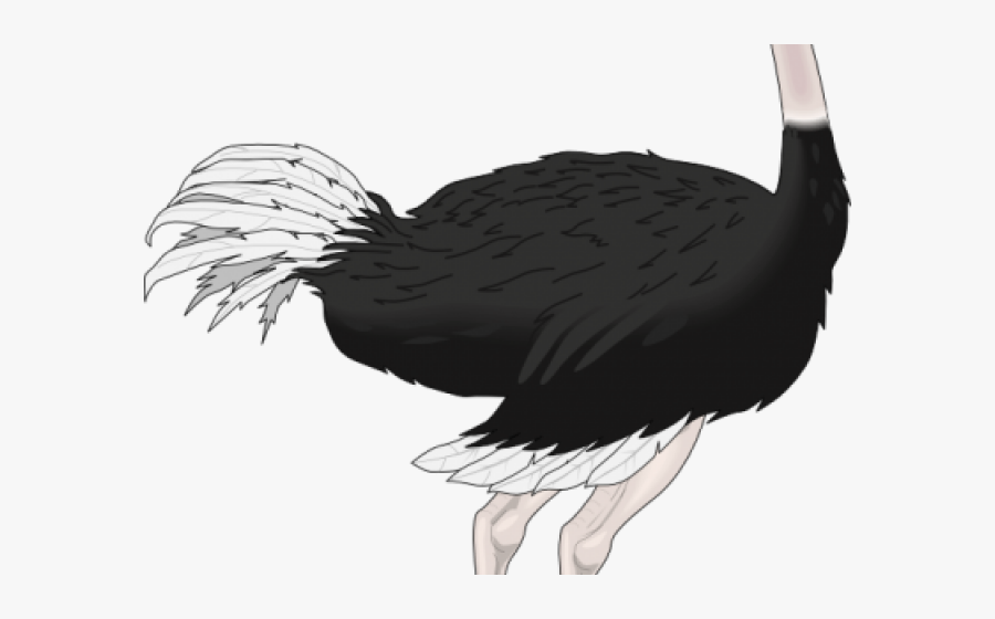 Transparent Background Ostrich Animation, Transparent Clipart
