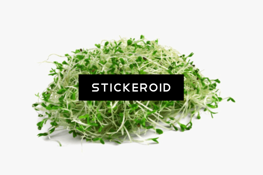 Transparent Sprout Png - Cup Alfalfa Sprouts, Transparent Clipart