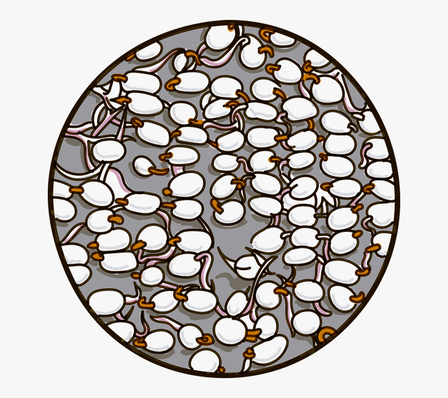 Seeds, Sprouting, Outbreak, Agriculture, Flowering - Stained Glass, Transparent Clipart