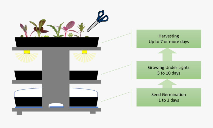 Graphic Design, Transparent Clipart