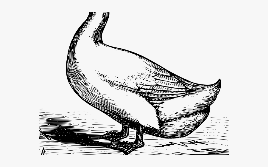 Goose Sketch Transparent Background, Transparent Clipart