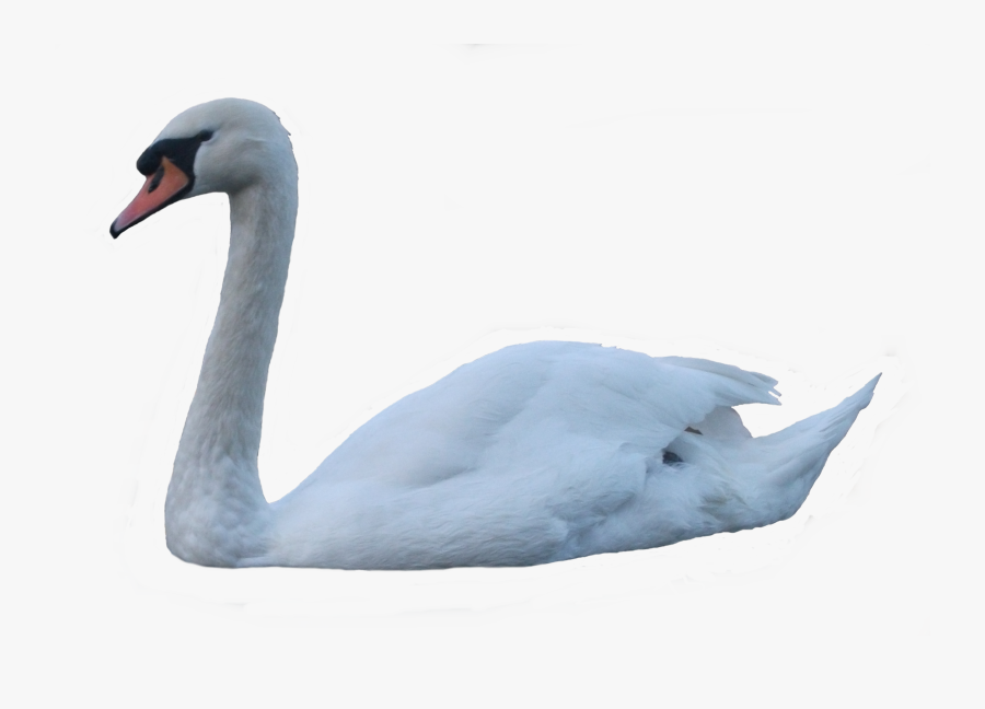 Download Swan Free Png Photo Images And Clipart - Swan Transparent, Transparent Clipart