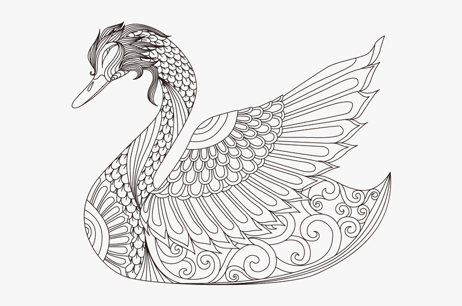 Cygnini Goose Coloring Book - Swan Zentangle, Transparent Clipart