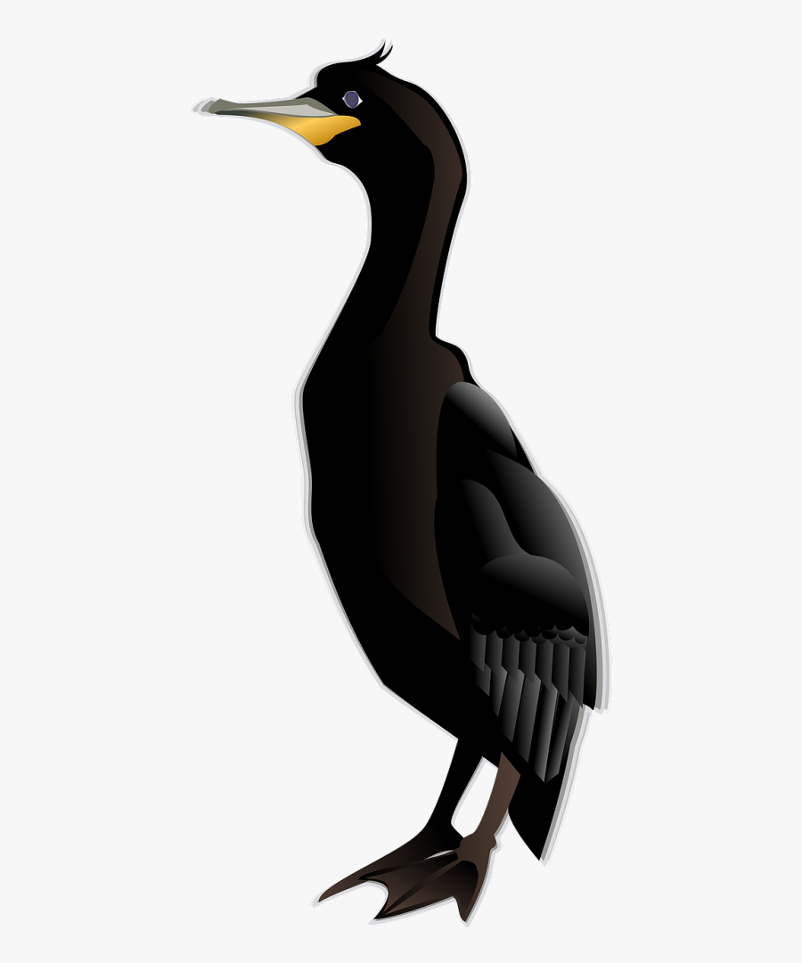 Cormorant Bird Black - Cormorant Clipart, Transparent Clipart