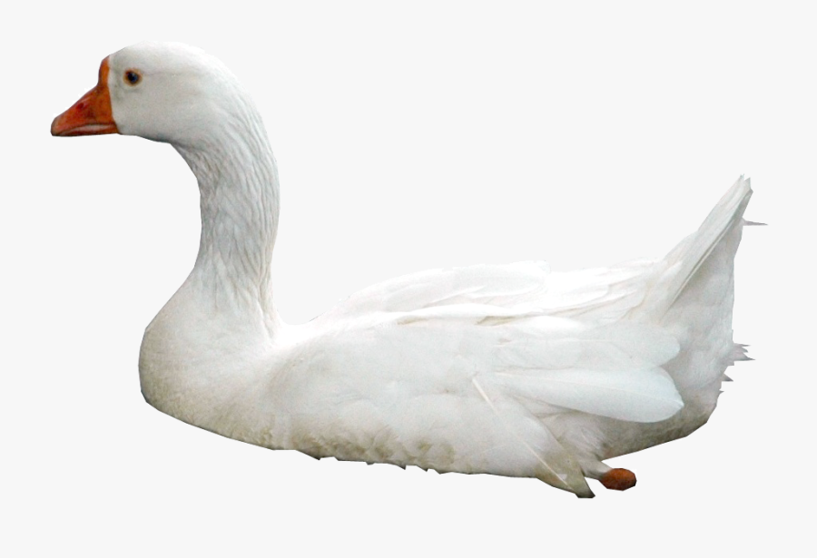 Swan Png - Kuğu Png, Transparent Clipart