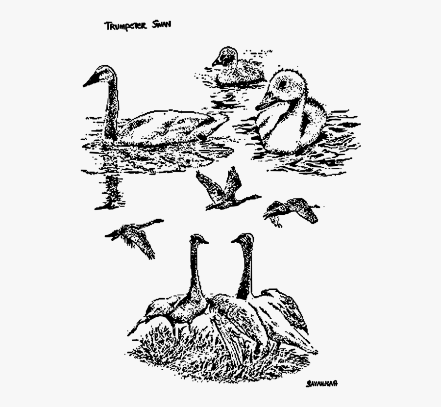 Art,text,galliformes - Duck, Transparent Clipart