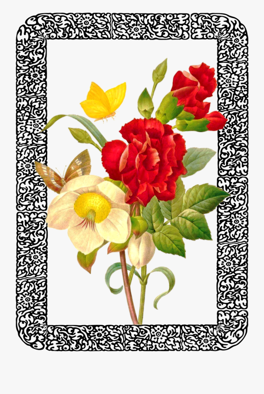 Pierre Joseph Redoute, Transparent Clipart