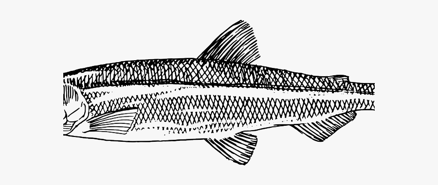 Atlantic Herring How To Draw, Transparent Clipart