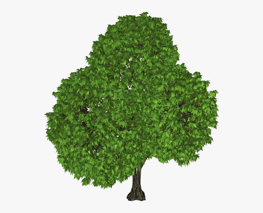 Tree Png, Transparent Clipart
