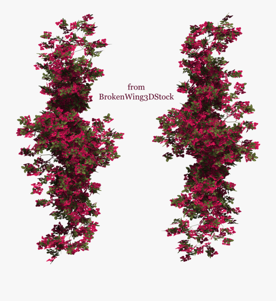 Rose Bush Clipart Bougainvillea Plant, Transparent Clipart