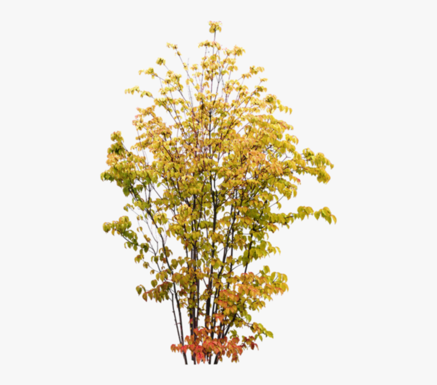 #bush #plant - Деревья Пнг Осень, Transparent Clipart