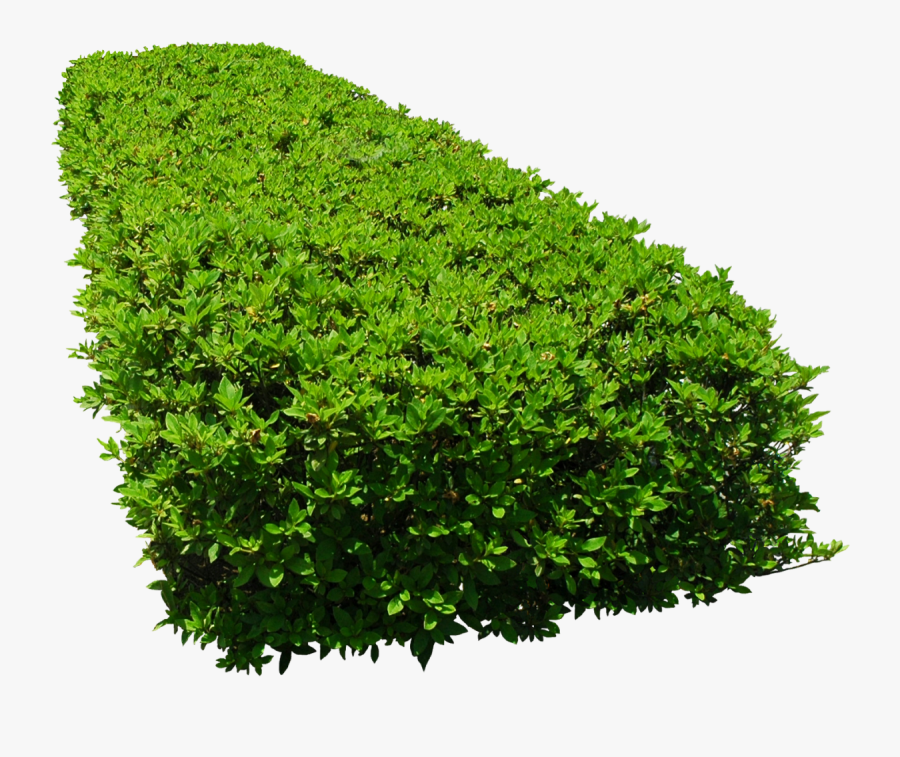 Flower Garden Tree, Transparent Clipart