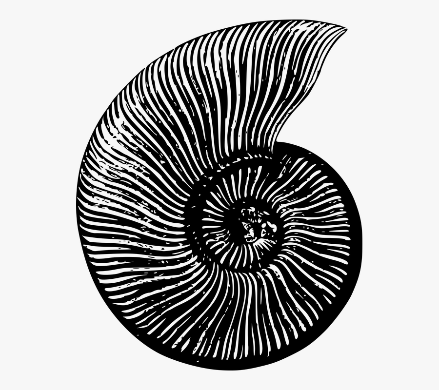 Extinct, Fossil, Invertebrate - Ammonites, Transparent Clipart