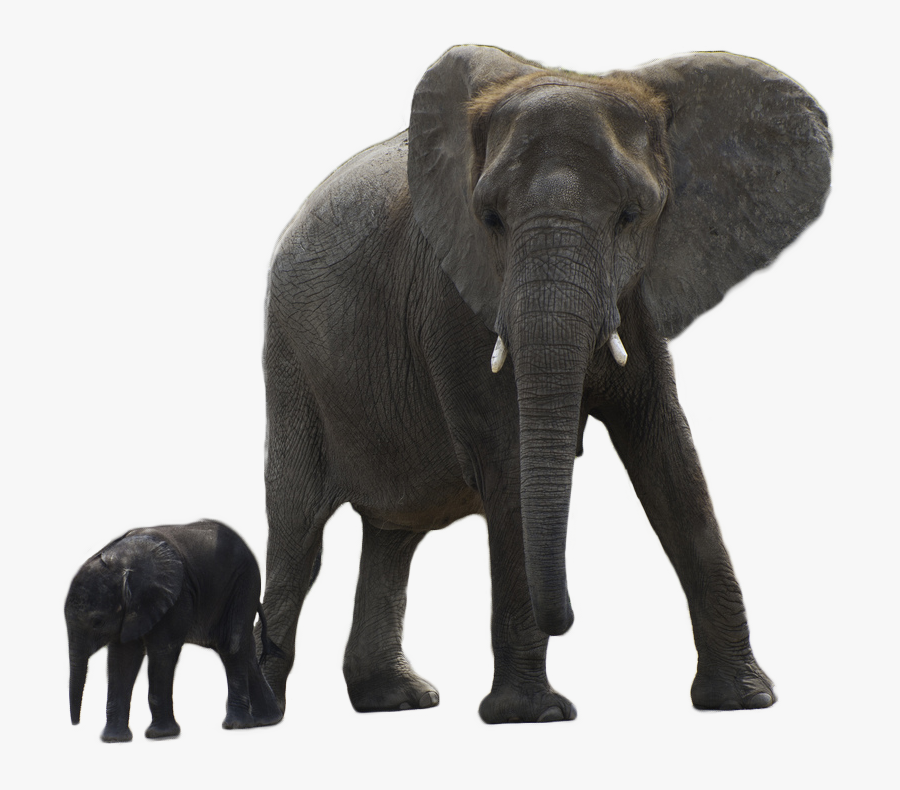 Clip Art Elephant Baby - Elephant With Baby Png, Transparent Clipart