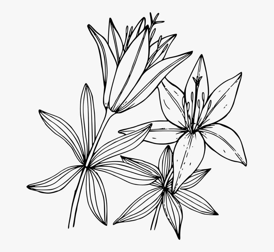 Transparent White Lily Flower Clipart - Lily Drawing Png, Transparent Clipart