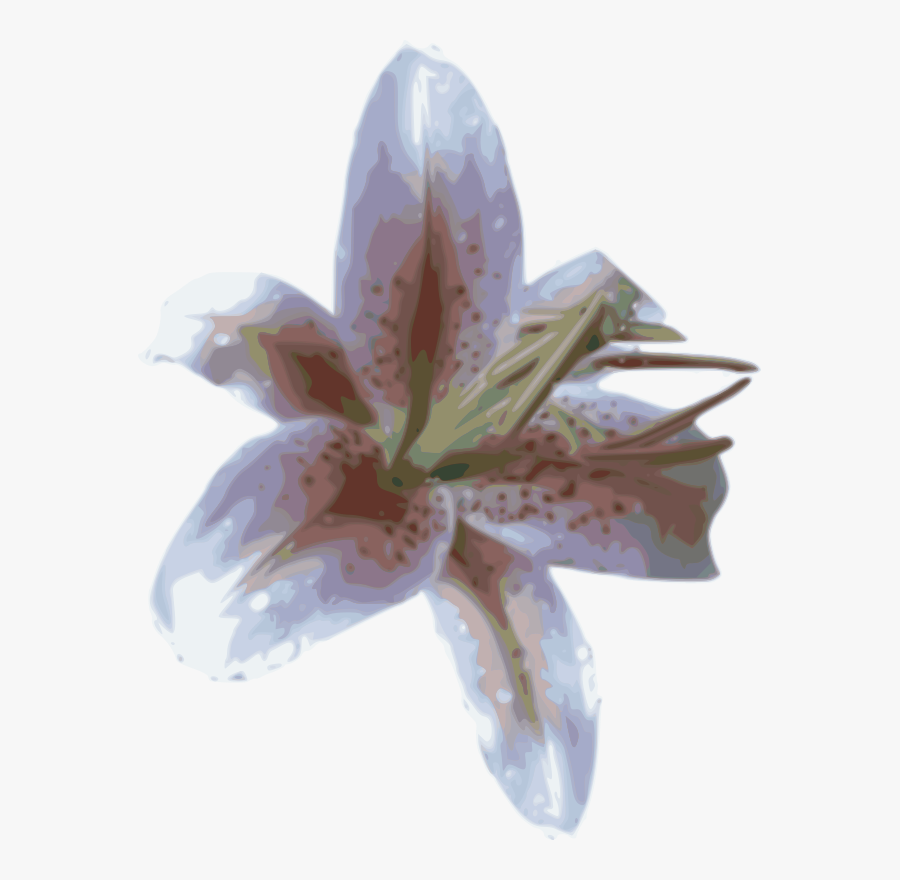 Lily - Stargazer Lily, Transparent Clipart