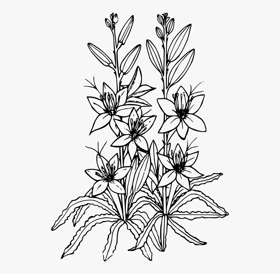 Lilies Clipart Black And White , Png Download - Black And White Lily Png, Transparent Clipart