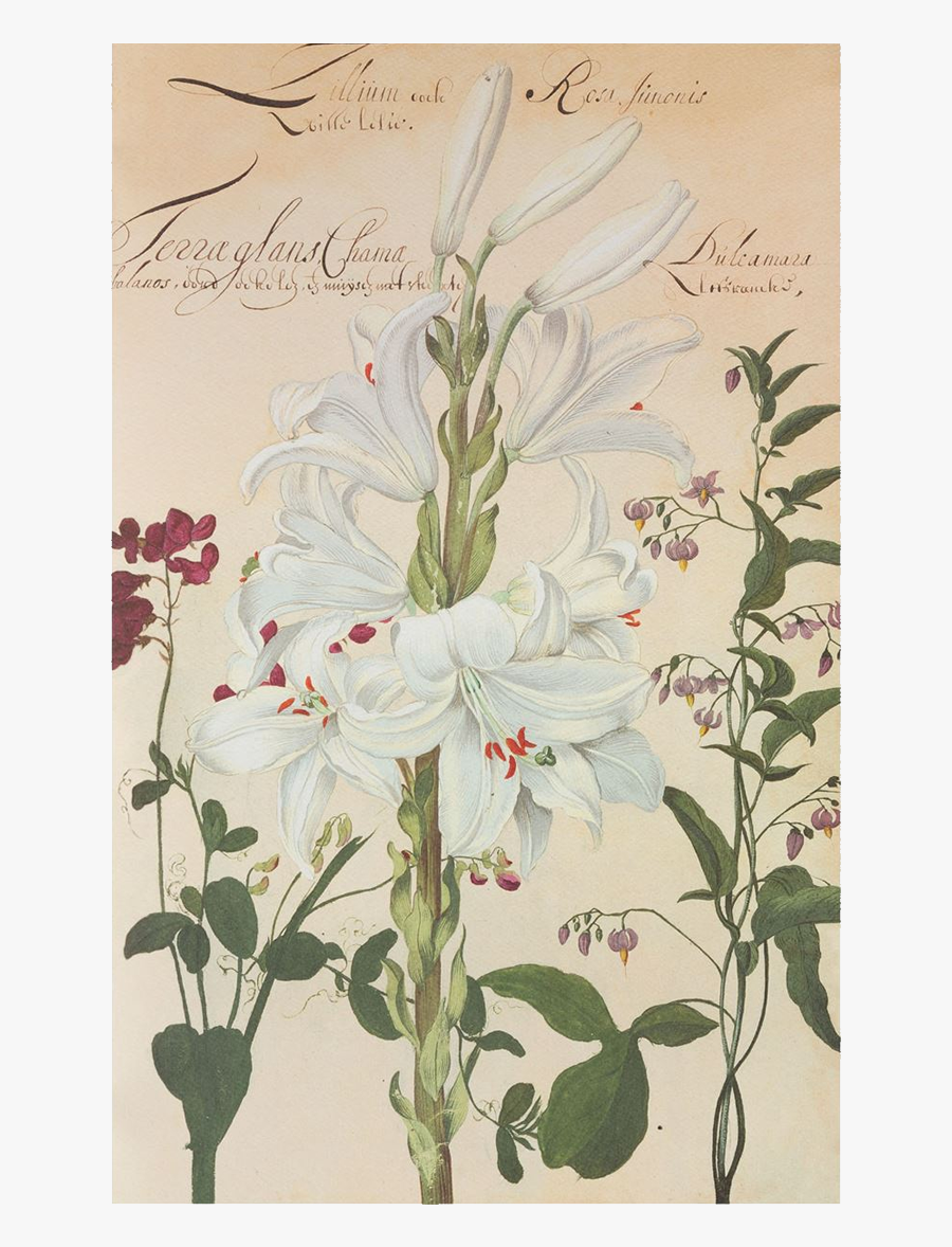 Giglio Botanica, Transparent Clipart