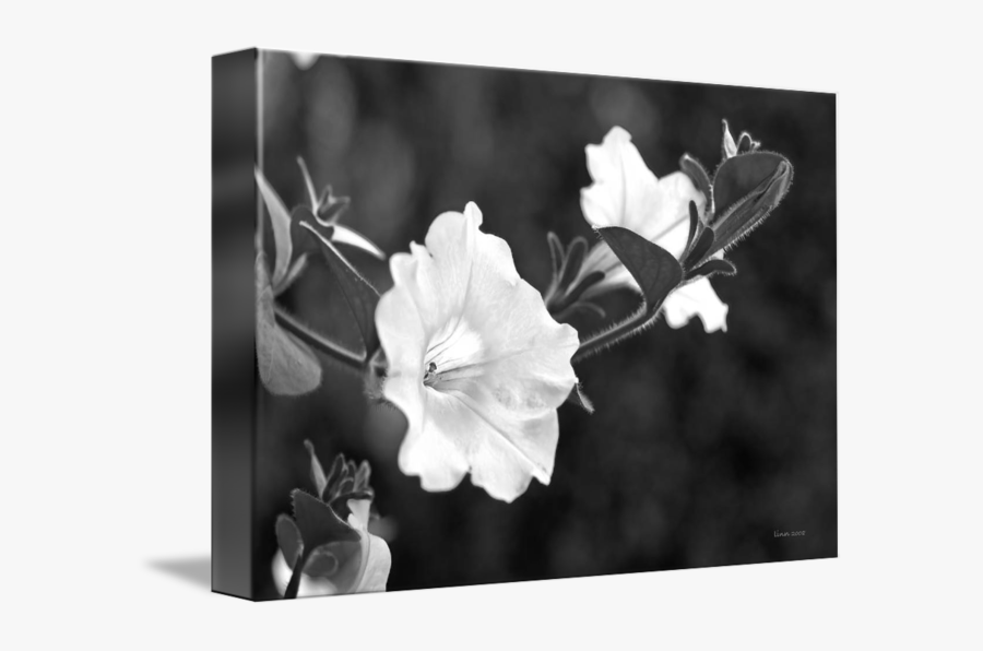 Clip Art By Bill Linn - Four O'clocks, Transparent Clipart