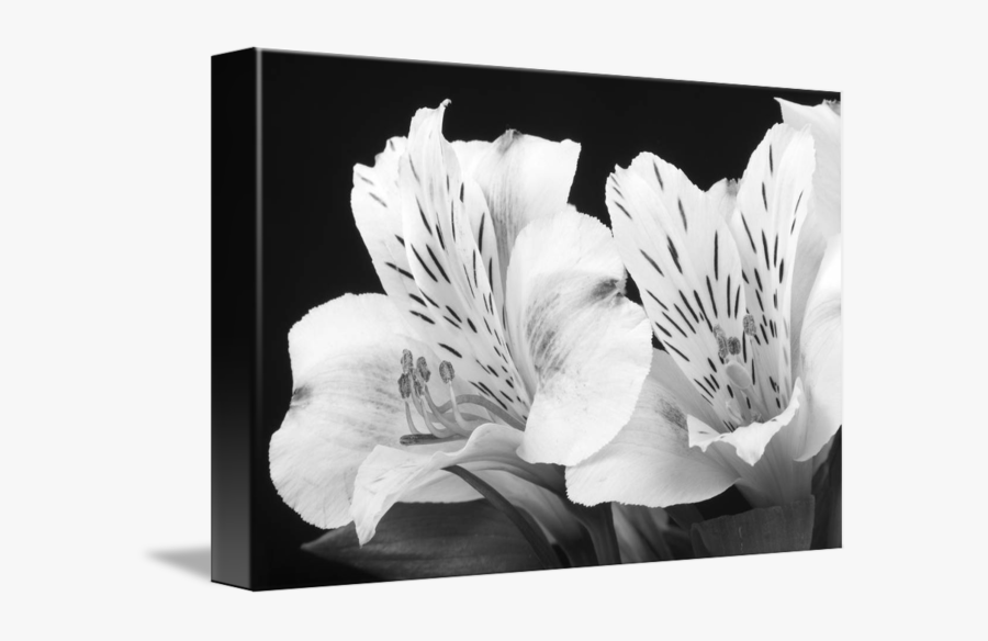 0 Kb - Photography, Transparent Clipart