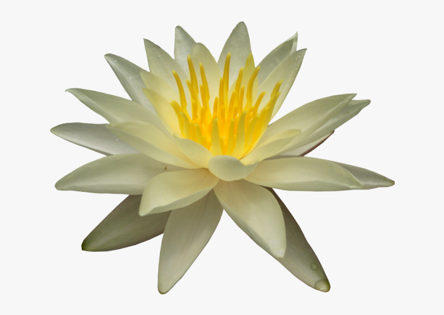Water Lily Png Picture - Water Lily Transparent Background, Transparent Clipart