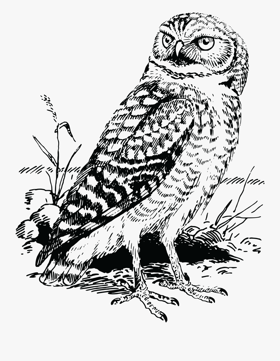 Owl Png Free Black And White - Owl Cartoon Clipart Black And White, Transparent Clipart