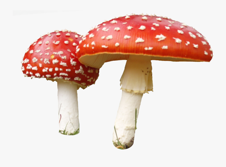 Mushroom Png, Transparent Clipart