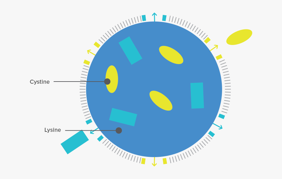 Cells Clipart Lysosome - Transparent Lysosome Png, Transparent Clipart