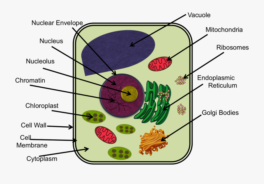 Chromatin Drawing Microvilli - Animal Cell Diagram Ixl, Transparent Clipart