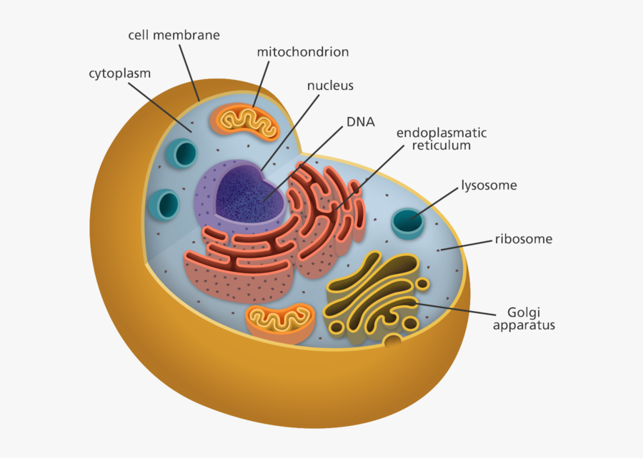 Лизосома мембранный органоид. Органелла аппарат Гольджи. Рисунок комплекс Гольджи клетки.