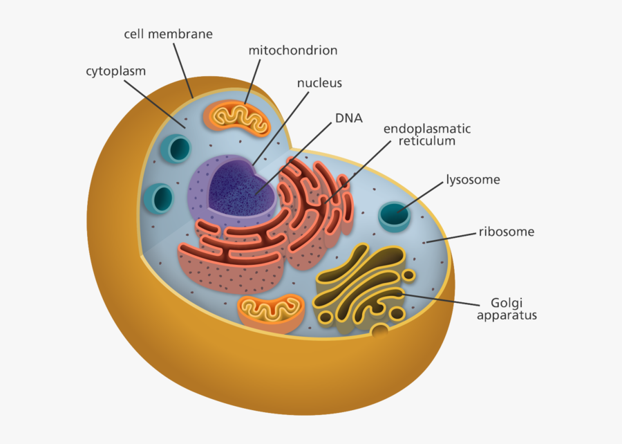 Nucleus Transparent Organelle - Organelles Biology, Transparent Clipart