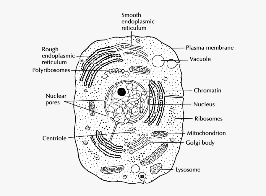 Chromatin Drawing Lysosome - Animal Cell Diagram Drawing, Transparent Clipart