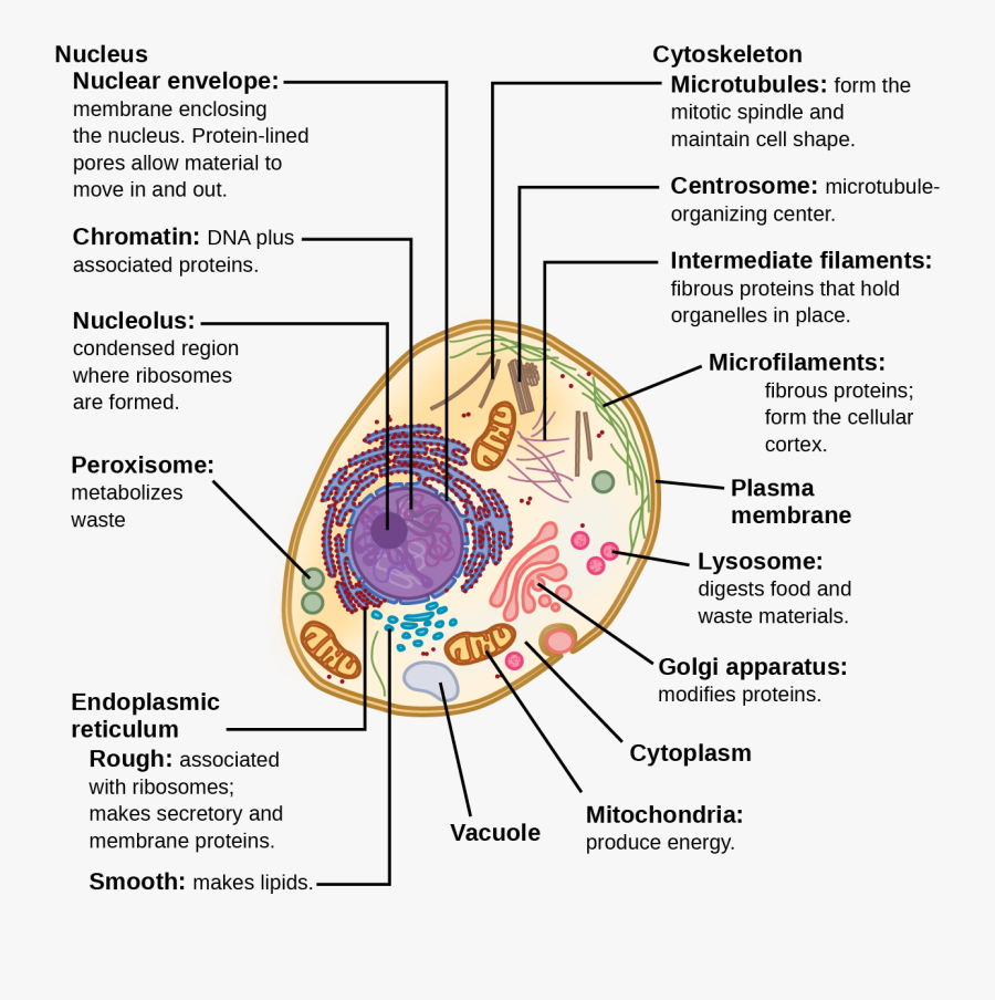 Chromatin Drawing Lysosome - Animal Cells And Structure, Transparent Clipart