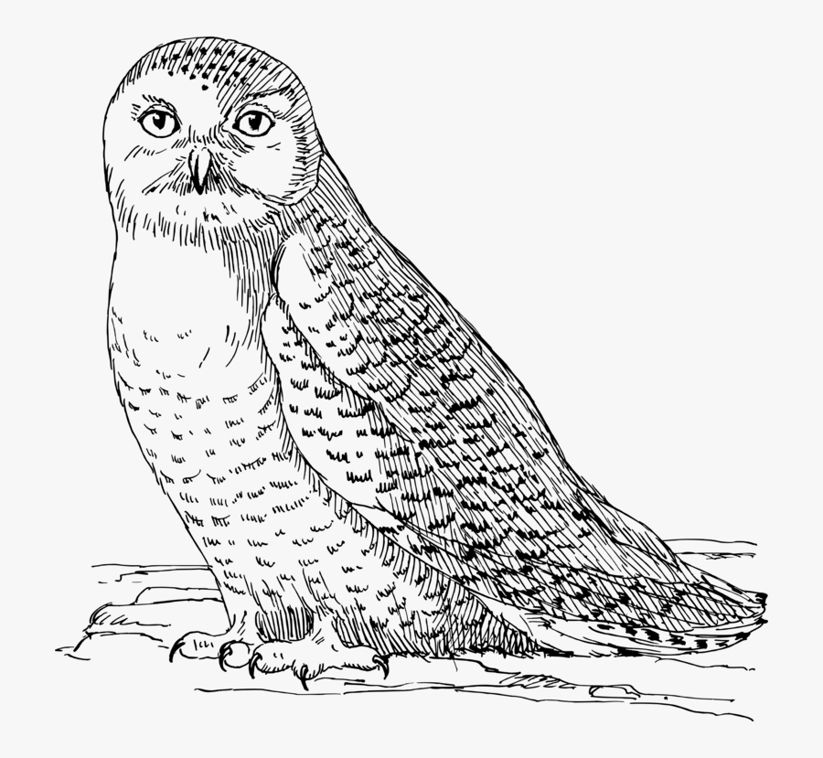 Dibujos Para Colorear Adultos, Transparent Clipart