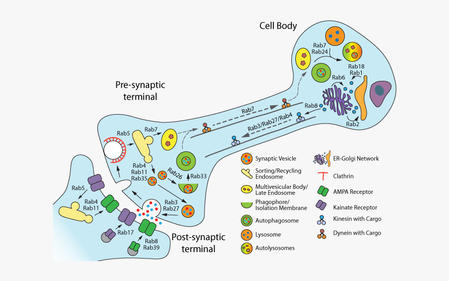 Rab Gtpase Functions In Neurons - Rab Gtpase, Transparent Clipart
