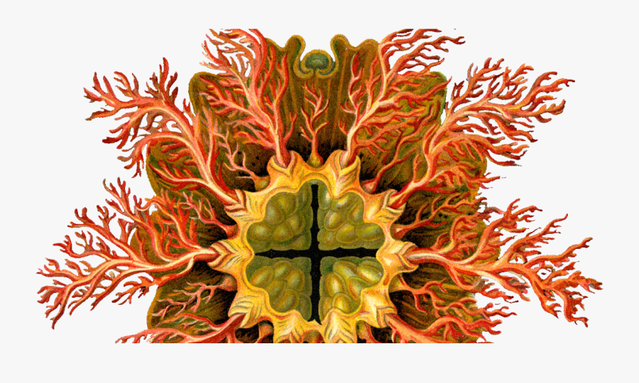 Clip Art Colorful Nature Photos - Ernst Haeckel Free Download, Transparent Clipart
