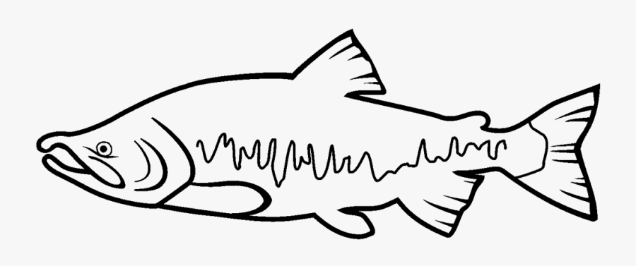 Salmon Clipart Black And White - Salmon Fish Drawing, Transparent Clipart