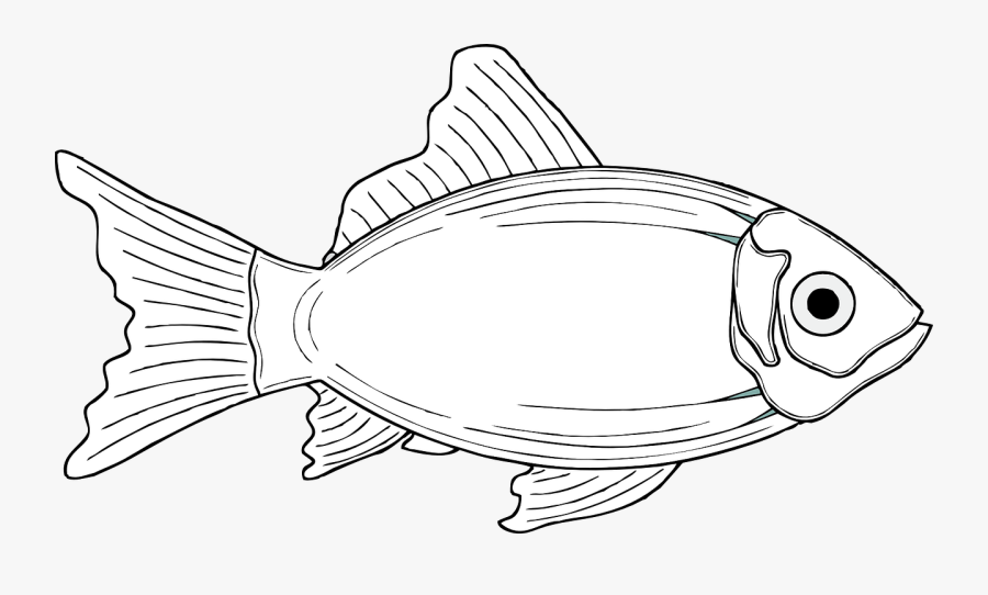 Transparent Fish Fins Png - Gambar Ikan Laut Animasi, Transparent Clipart