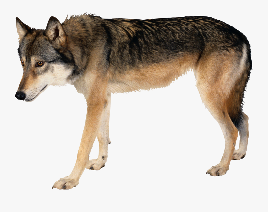 Five Isolated Stock Photo - Wolf Side View Png , Free Transparent ...