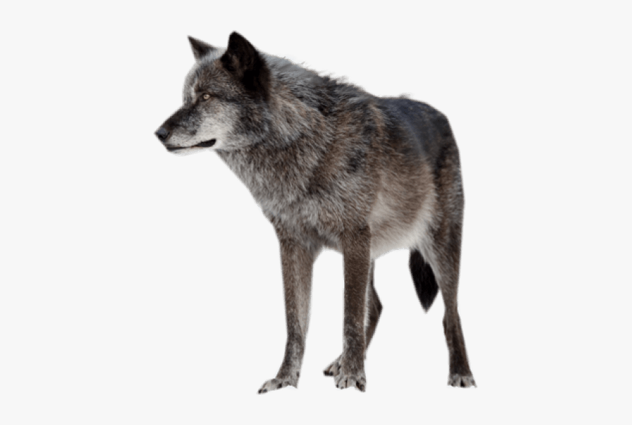 Wolf Png Transparent - Rena Indian Warrior Princess, Transparent Clipart
