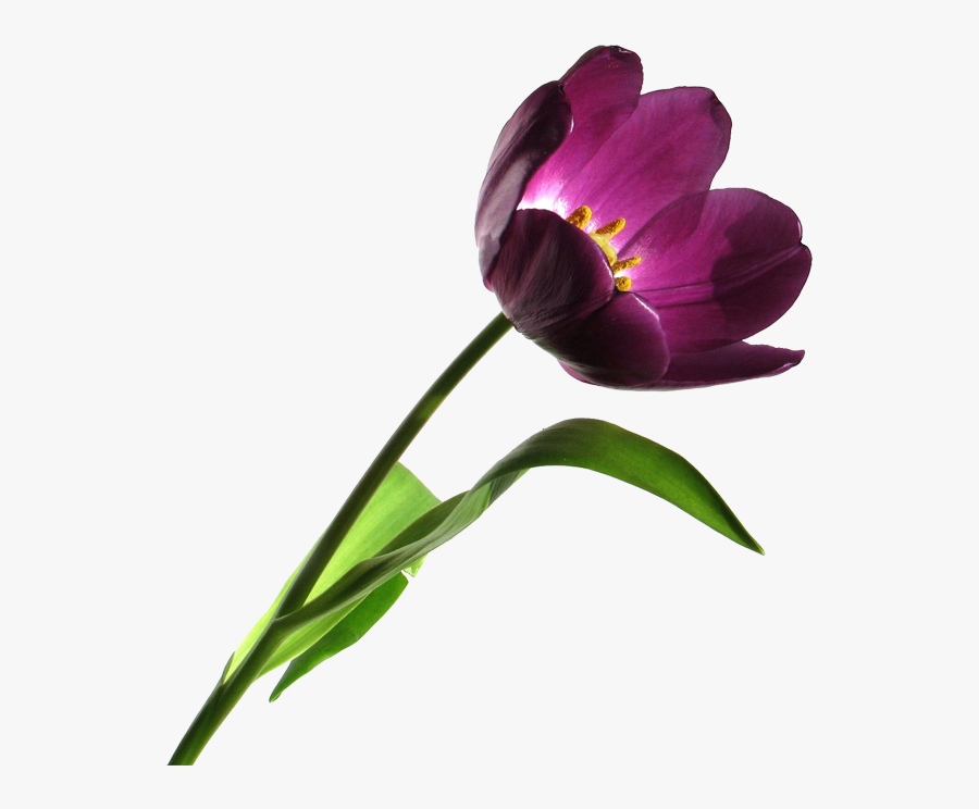 Portable Network Graphics, Transparent Clipart